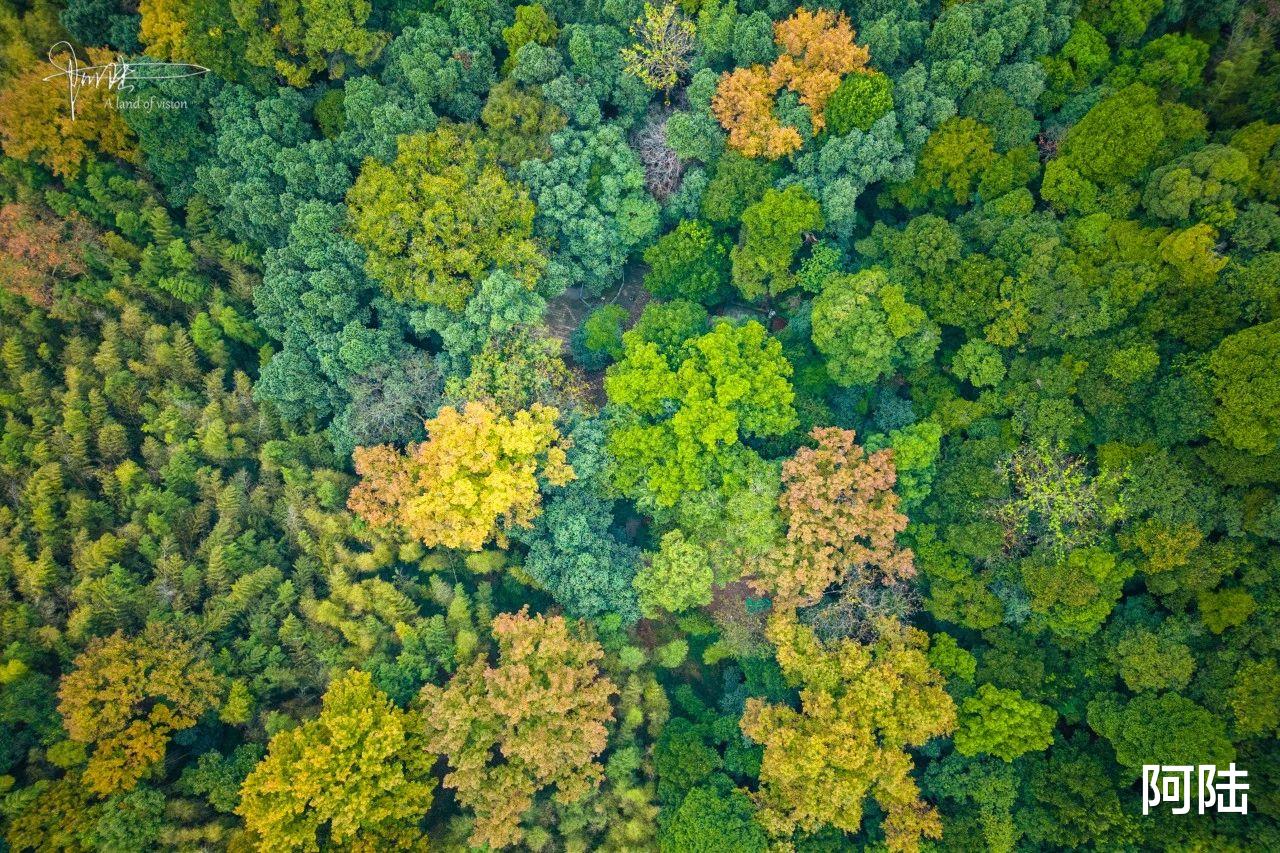 |五云山上不见云，航拍视角下全是树，传说中的真际寺难见踪迹