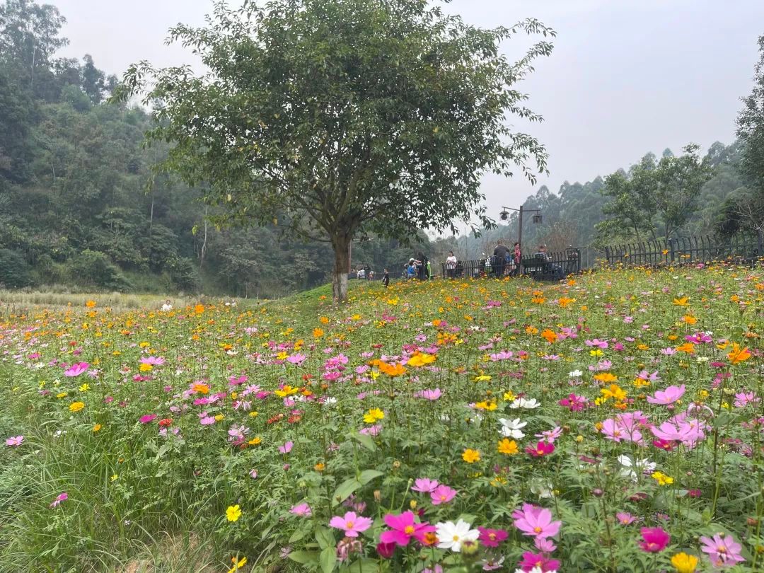 嘉州|波斯菊、芙蓉…绿心公园超美花海又来了！快去打卡！