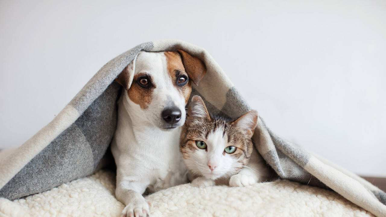 衬衫|宠物经济下，普通人能做哪些职业？