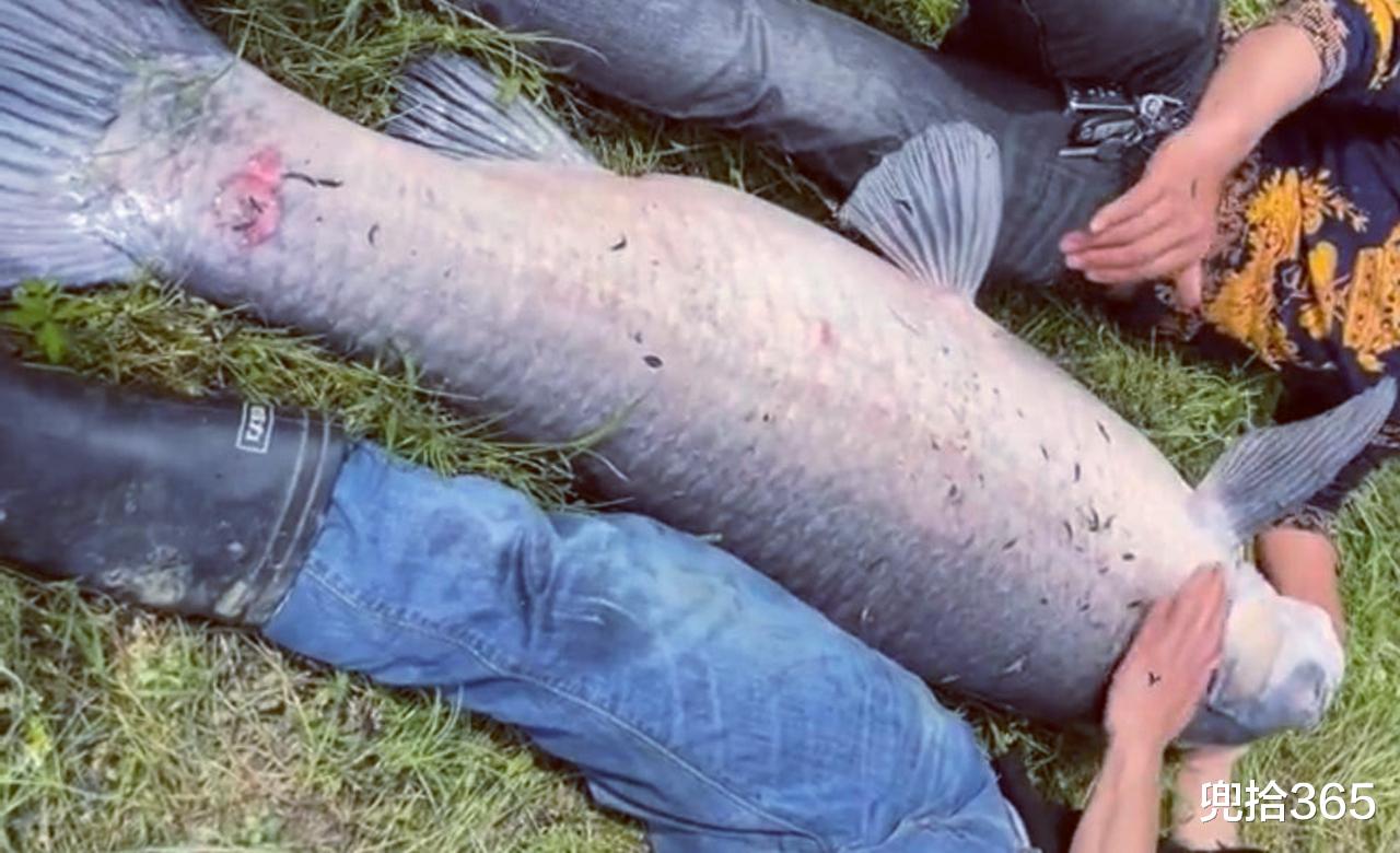 |湖北一男子户外玩路亚,罕见钓获“米级”巨青,处置方法被狂赞