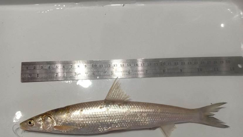 长江出现神秘物种——鳤，专家：在我国努力下，地球开始自我修复