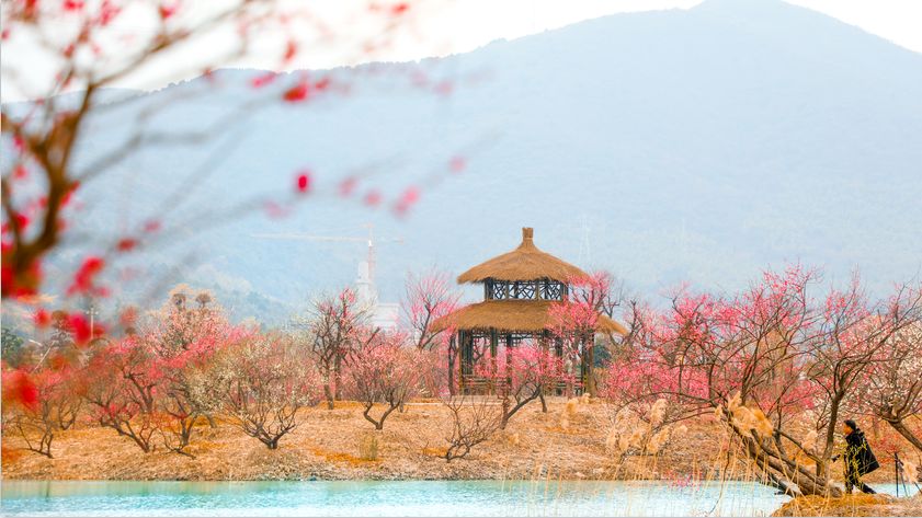 南浔|江南无所有,聊赠一枝春,在湖城邂逅“梅”好