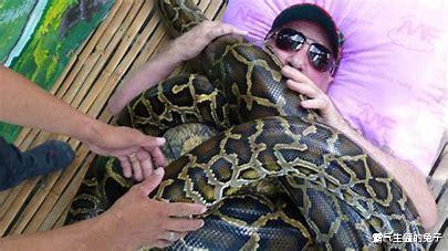 印尼一蟒蛇体型直逼史前生物,抓捕后测量,体长竟达9米