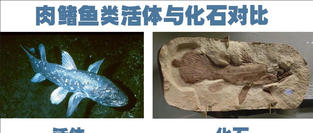 肉鳍鱼:人类最该感谢的鱼,3.6亿年前的某天,它决定登上陆地
