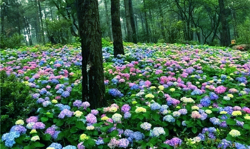 芍药花|夏日“颜值担当”绣球登场，英山四季花海最全赏花攻略来了