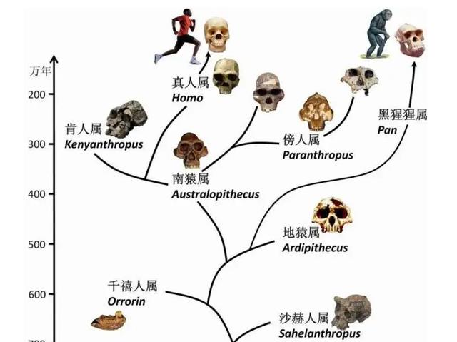为了研究性行为,奇葩科学家,做了哪些实验呢?