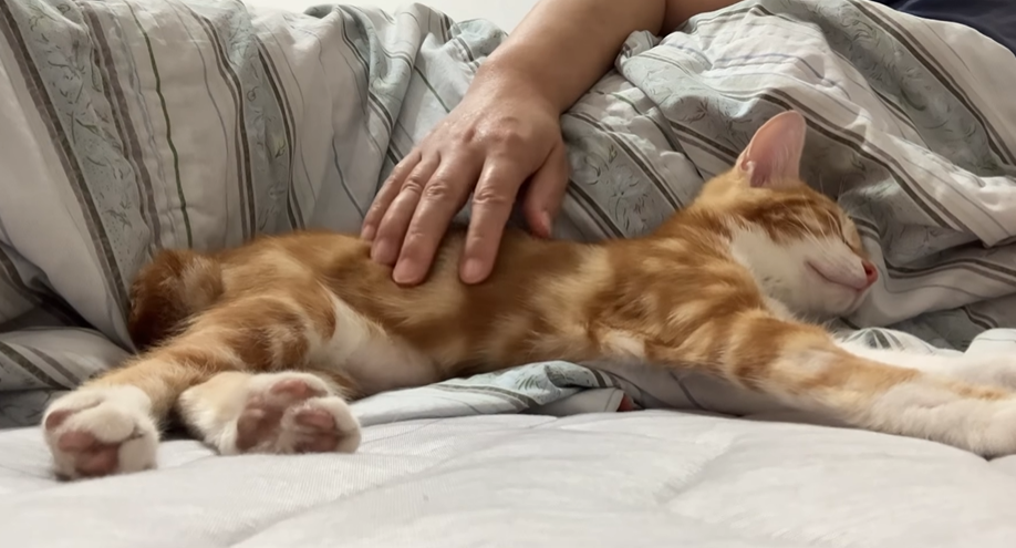 网友树下乘凉，脐带未掉的小奶猫掉下，正中她手心：天大的福气！