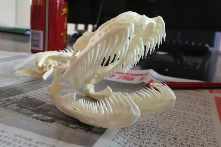 一个人被蟒蛇吞进肚子里,为什么手里有刀也无法破腹逃出来?