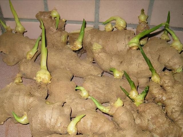 阳台种生姜,谨记3要点,挖出“一桶姜山”,一年吃不完