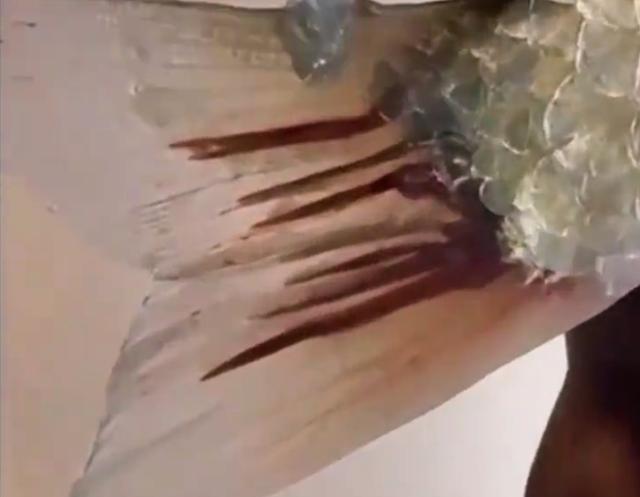 相声|四川一男子野钓鲫鱼，意外收获尾巴长红虫的怪鱼，惊喜瞬间变惊吓