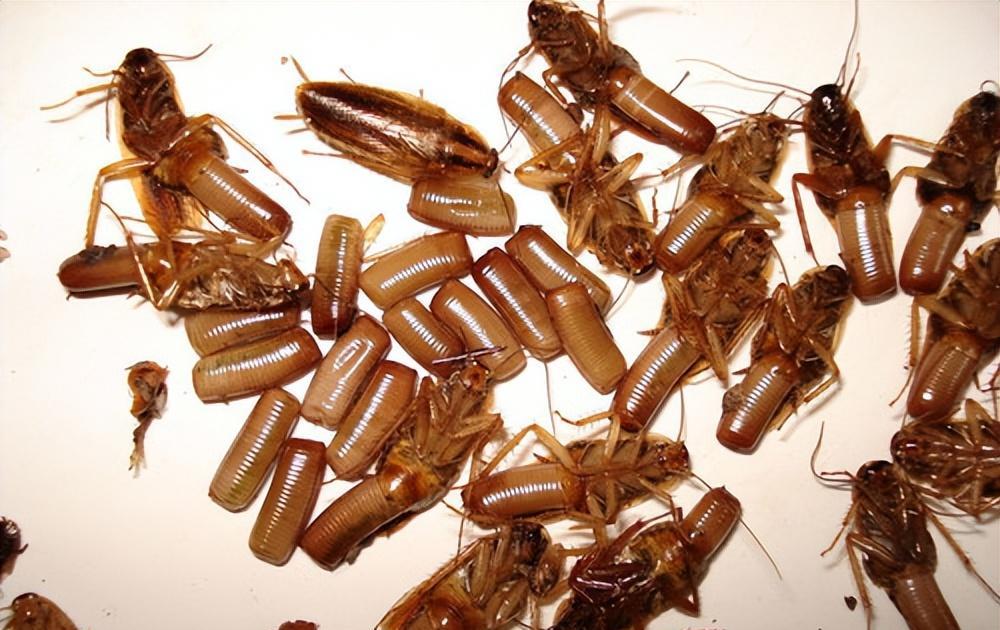 博物馆|1只蟑螂1年可繁衍出1000万只蟑螂，它一无是处毫无价值吗？