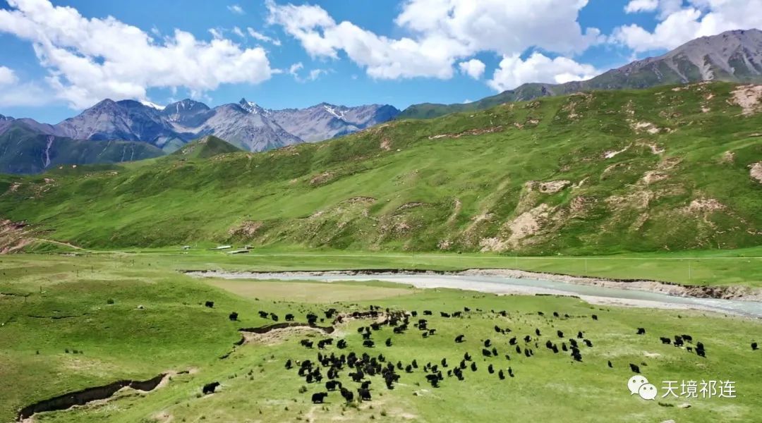 草原|7月，祁连草原上牧民转场，演绎与自然的和谐共生法则！