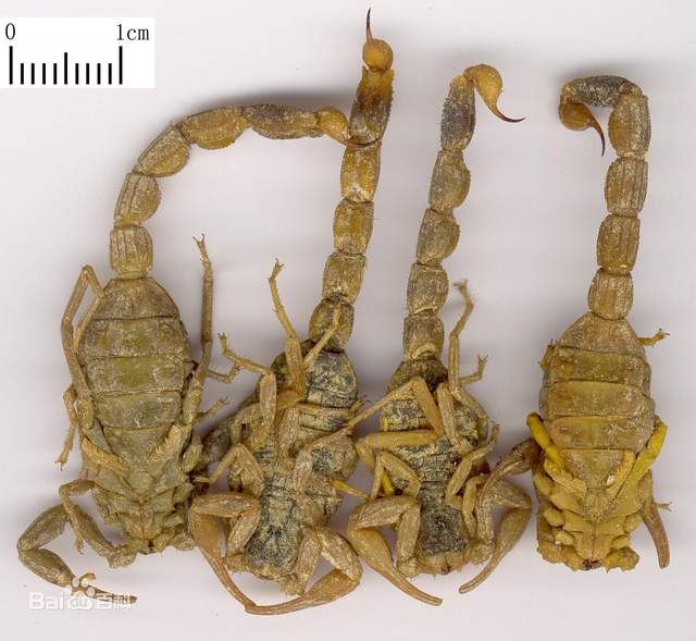 肿瘤|分享一味抗癌常用中药——全蝎,攻毒散结、息风止痛,组方应用广