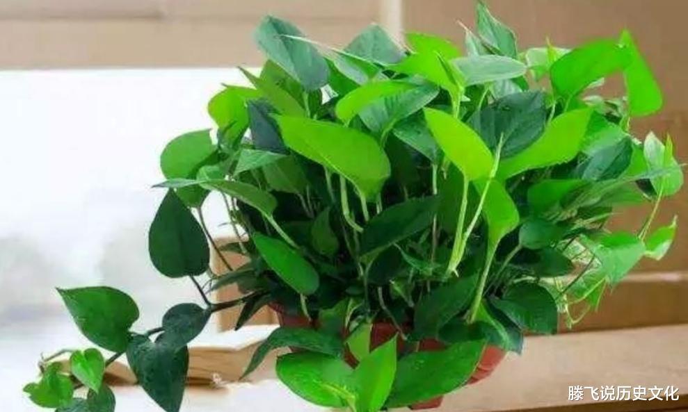 俗语:“一颗绿萝七个鬼”,家中为何不能放绿萝?1条禁忌要谨记