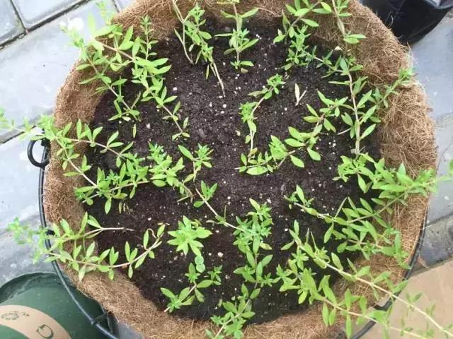 惊艳！美女仅花3500块，打造的出租屋竟媲美咖啡厅！