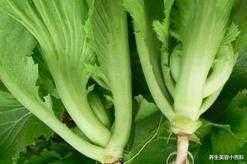 人参|最补钙的食物有哪些? 第一名居然不是牛奶