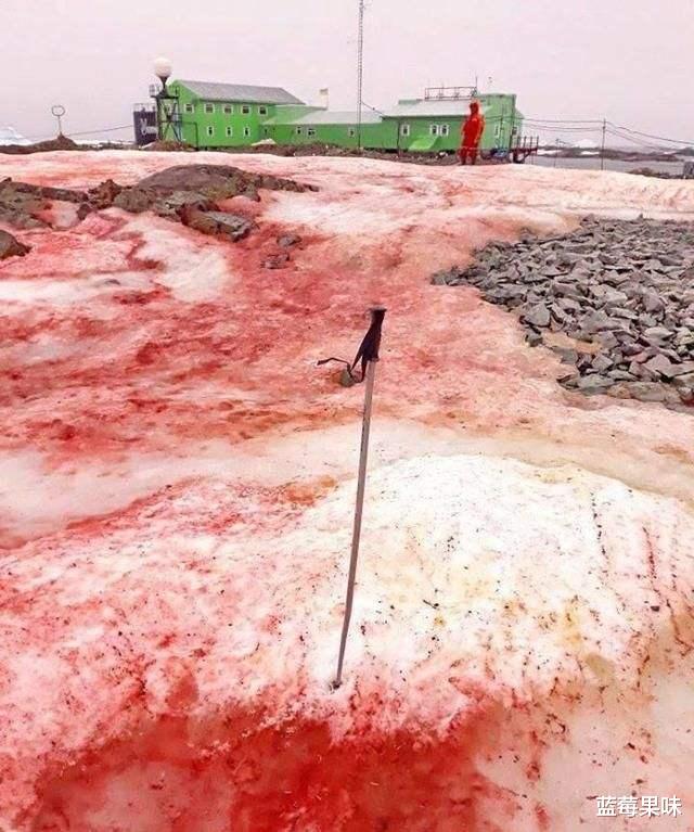我们担心的事情或正在发生,南极出现的“血雪”就是证明