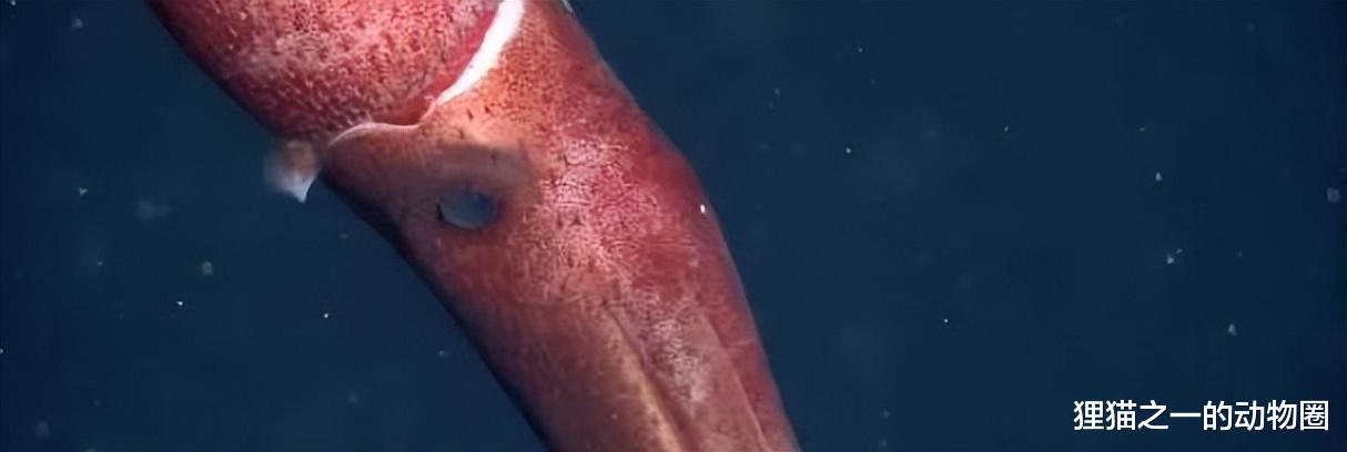 半透明果冻鱼?露齿笑的怪鱼?盘点2022年发现10种奇异的深海生物