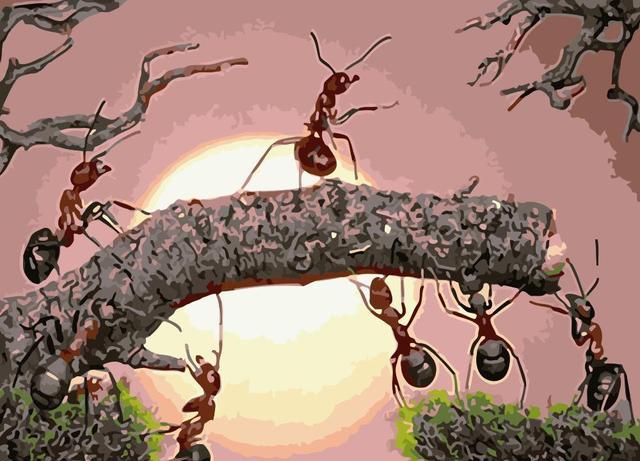 蚁群没有指挥官,是如何决策的?新研究:它们的行为就像神经网络
