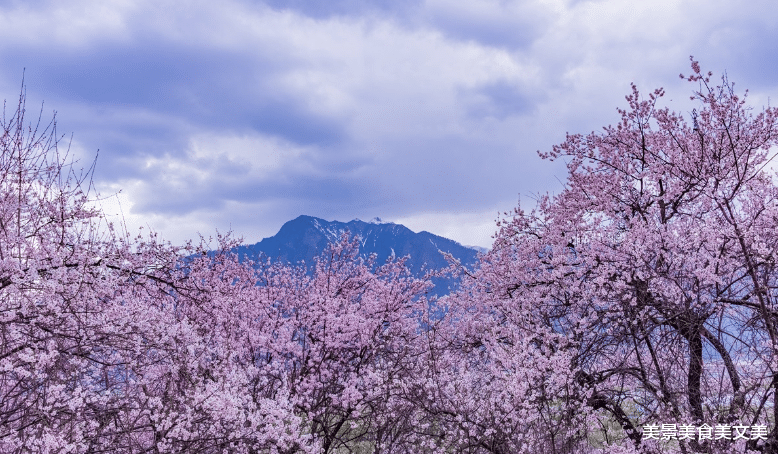 林芝|林芝的春天：雪山脚下、云雾之中的粉嫩桃花