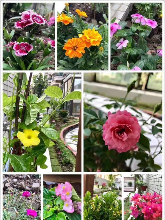 心血来潮在阳台砌个花园,参观者快把门槛踩破了,邻居都很羡慕