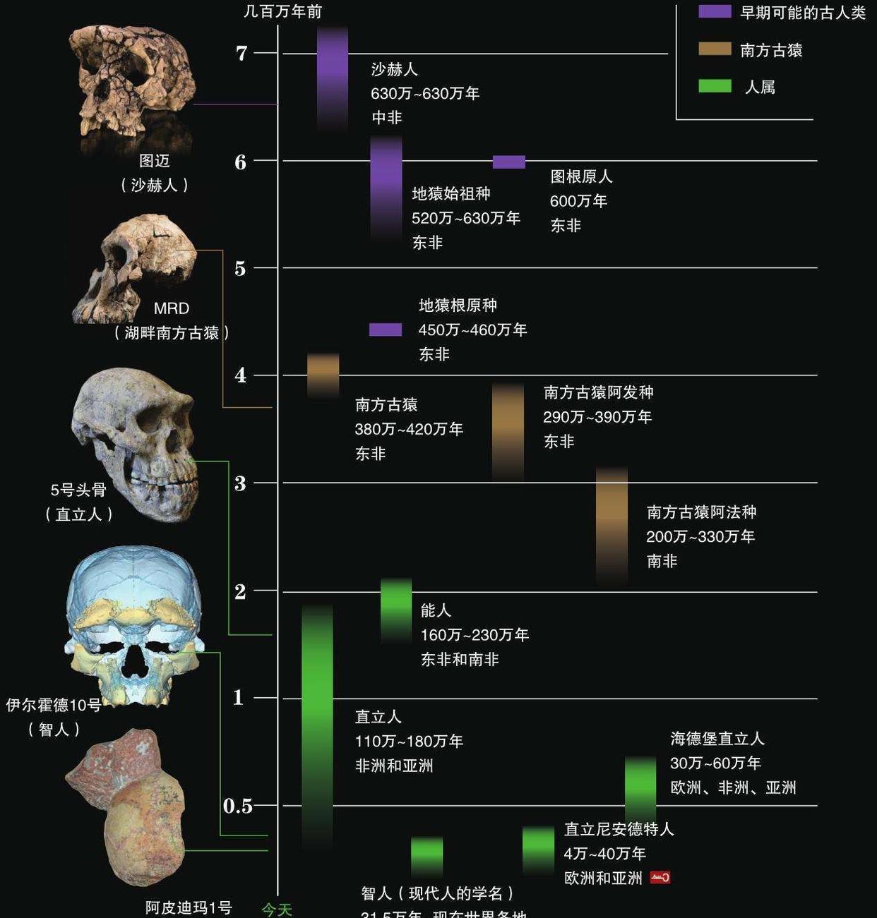 诞生于200万年前,曾遍布亚欧非的直立人,为何最终走向了灭绝?