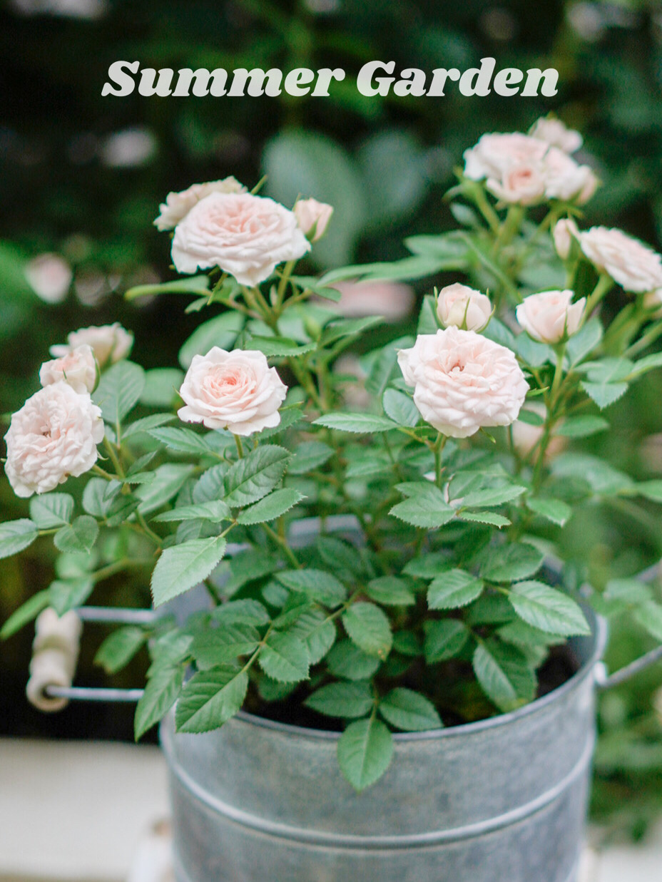 20㎡一楼小院,DIY打造杂货花园,倒腾了一年时间,如今又仙又美