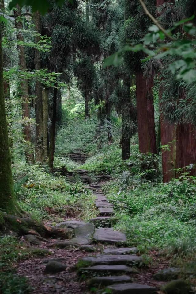 成都|不去厦门!成都也能打卡同款“荧光海”,20℃的森趣山林轻徒步巴适惨!