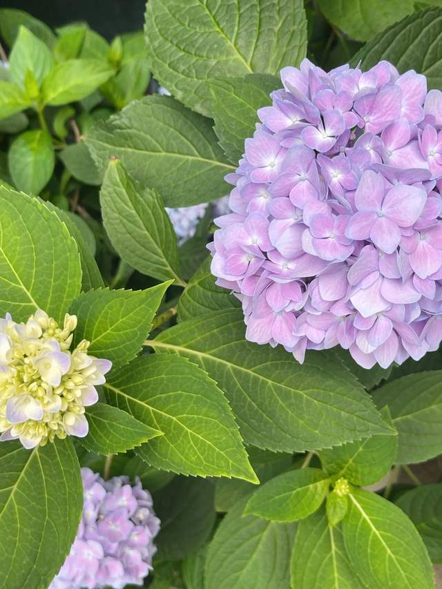 50㎡小院,亲手打造热带风花园,宅在家也像在度假