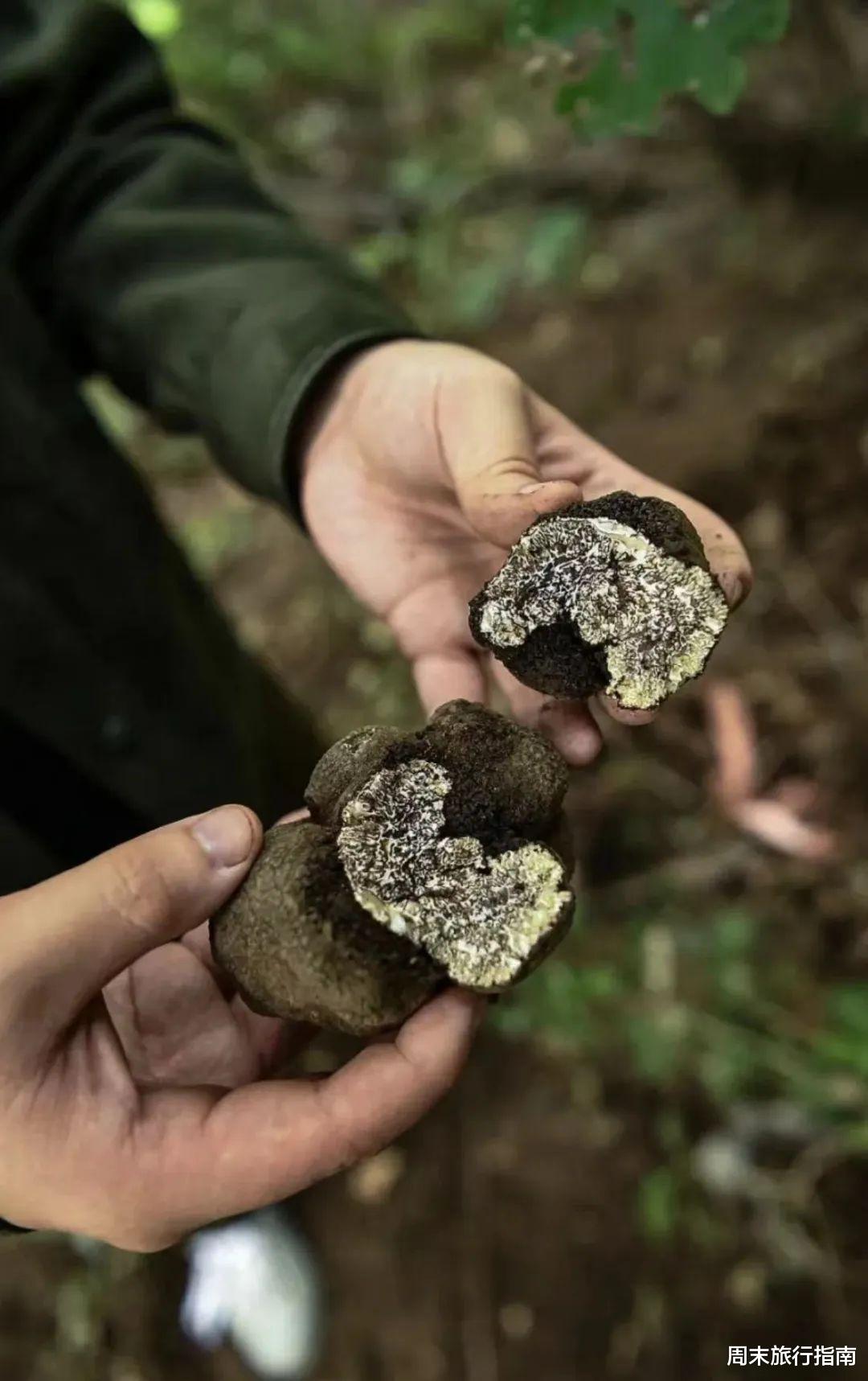 野生菌|刘亦菲新剧刷屏!均温20℃的神仙取景地,私藏“全国最毒”美味,吃过就上头!