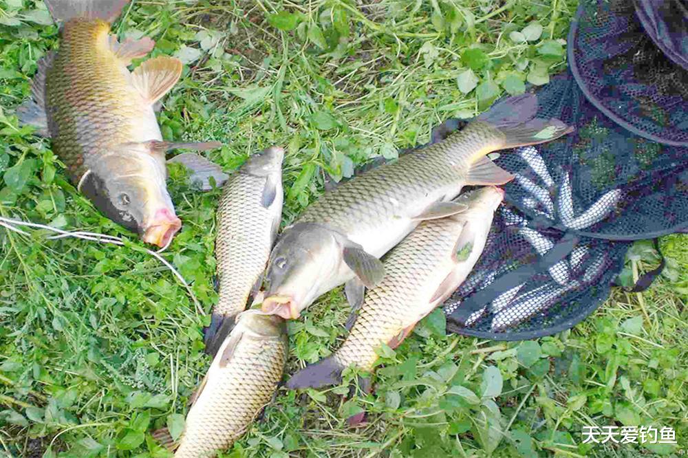 饵料|野钓鲜为人知技巧：详解钓组“摆动”，动态诱鱼，让鱼追着鱼钩咬