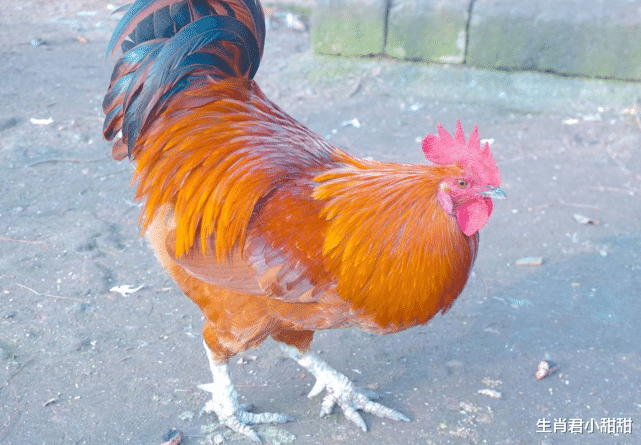 属鸡|运势大吉财运一路升高,属鸡人生活越过越顺,职场发展顺风顺水