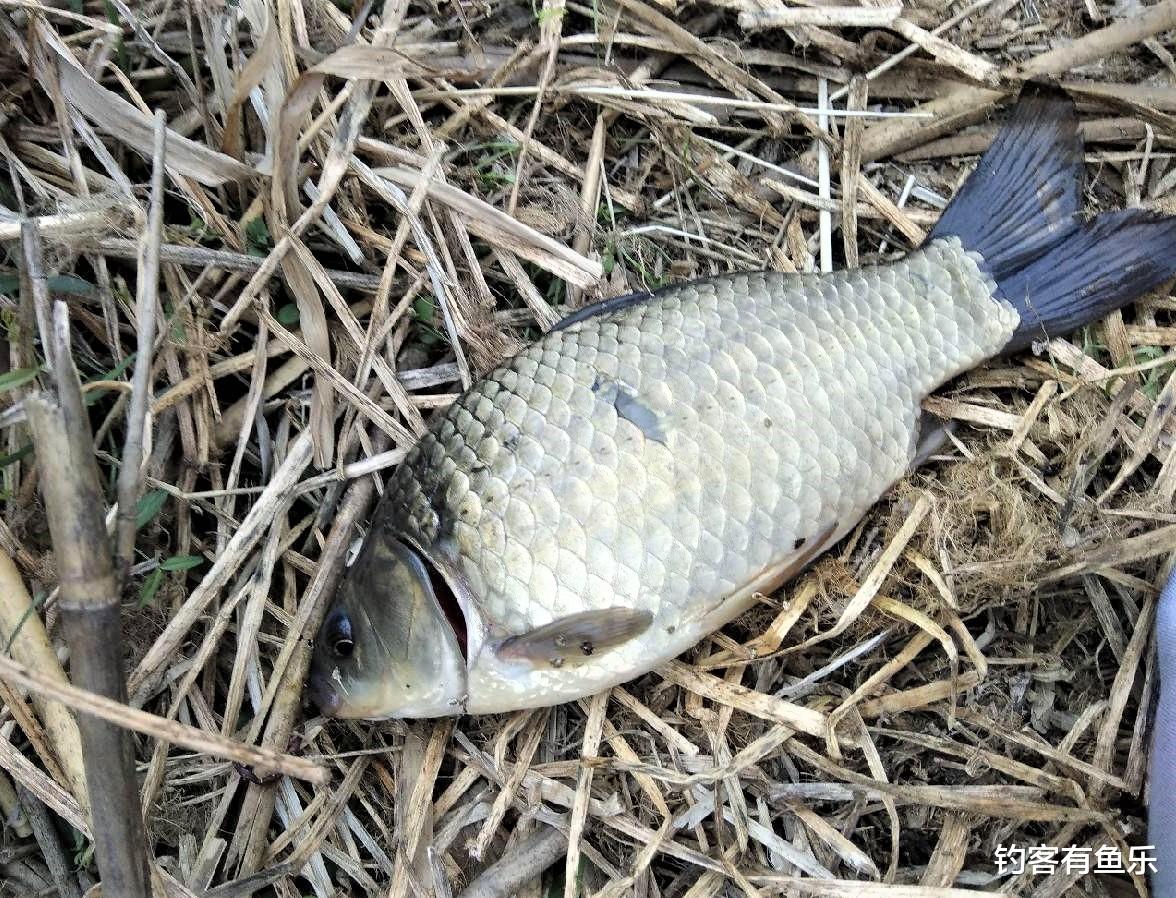 |早春大晴天不好钓鱼？抓住这两个时间段出钓，别人无口你连竿