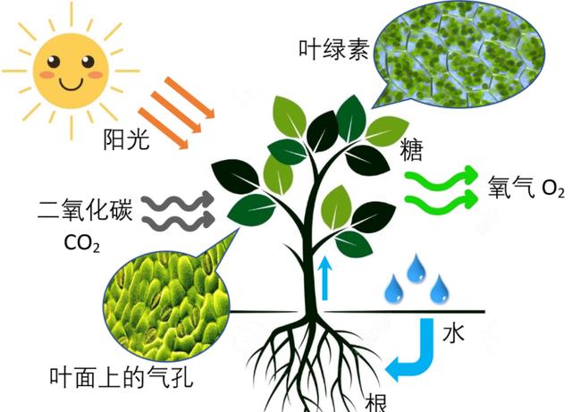 违背生命规律的生物有哪些?你听说过,跳出三界外的“太岁”吗?