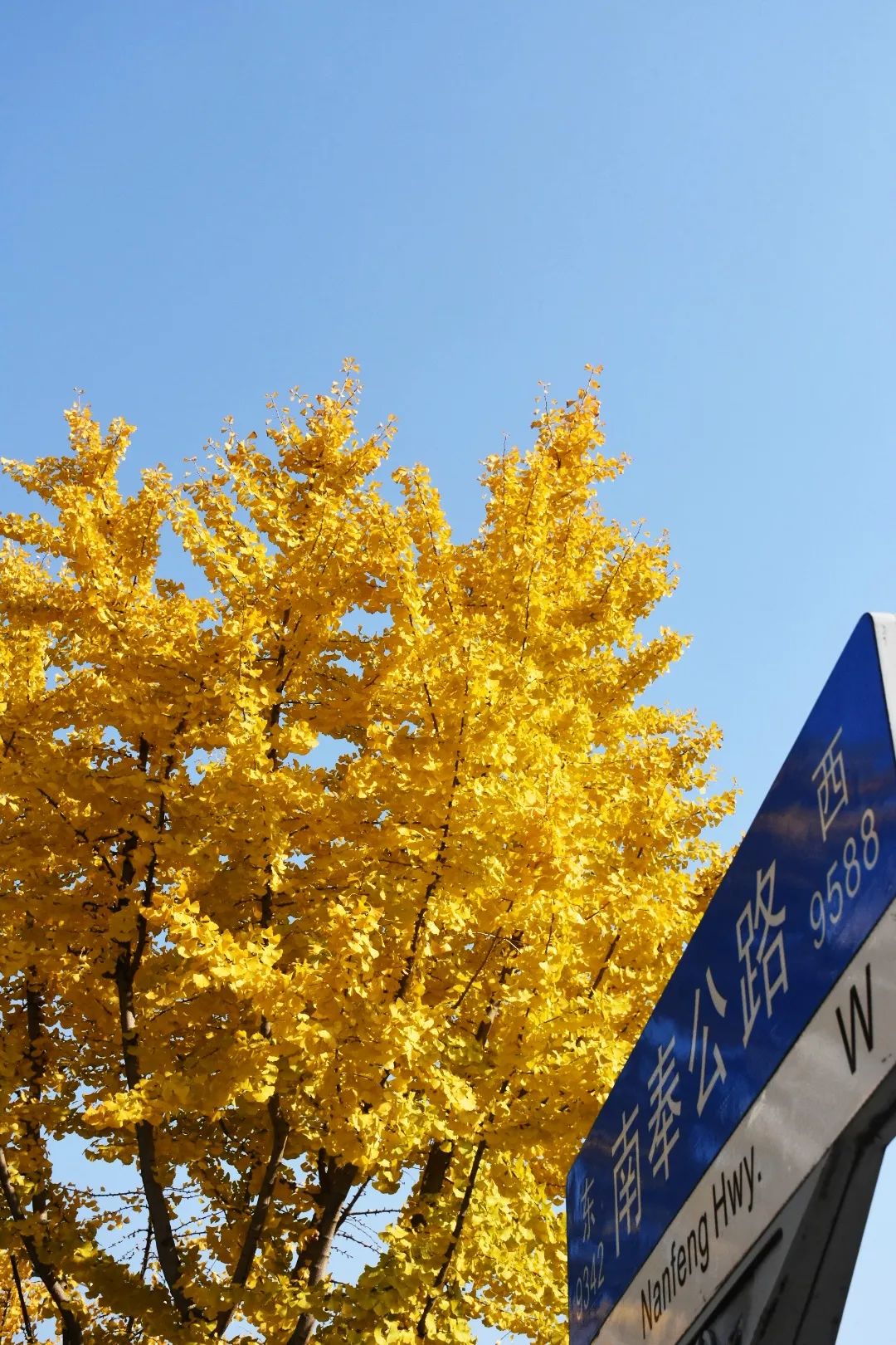 雪乡|奉贤南奉公路上一路枫景，感受初冬的美好