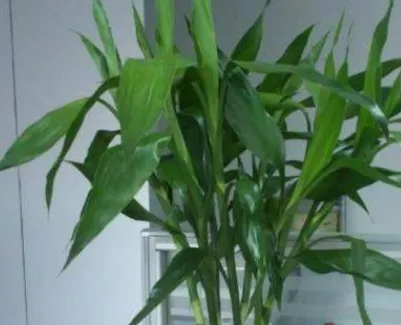 家里这些让你充满乐观精神