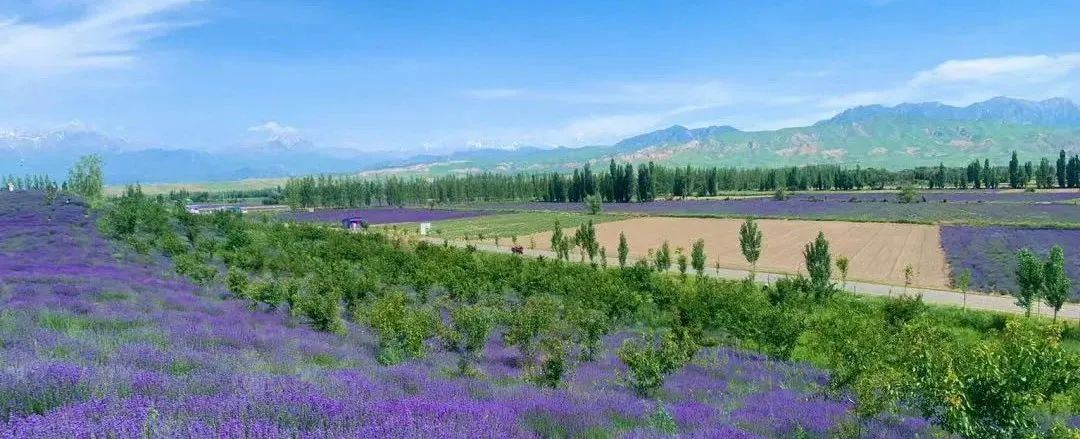 消费券|2022年的夏天,应该没有人不想去新疆吧