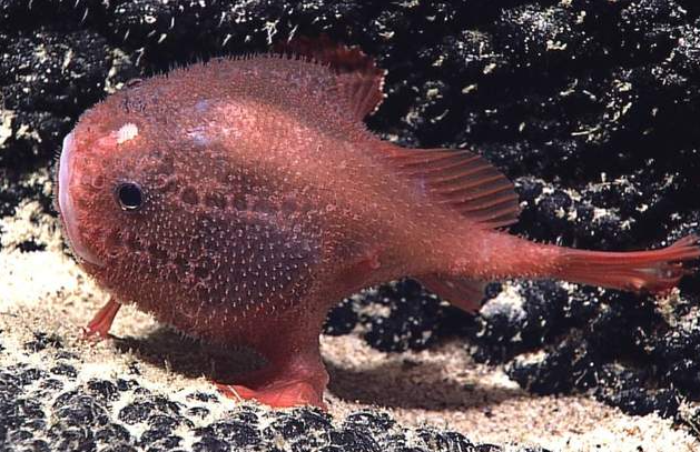 研究人员首次发现了令人难以置信的海洋生物