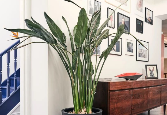 这些绿植可是“空气净化小能手”,是室内必备的,美观还能增氧