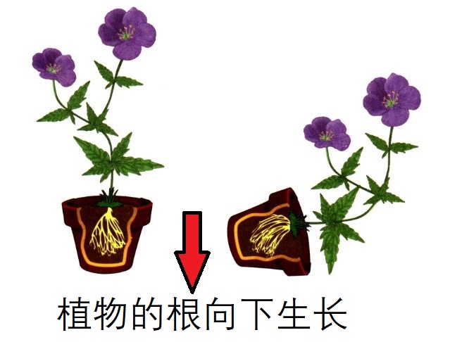 直接被进化带偏的物种:捕鸟树“杀鸟为乐”,忘记传播种子