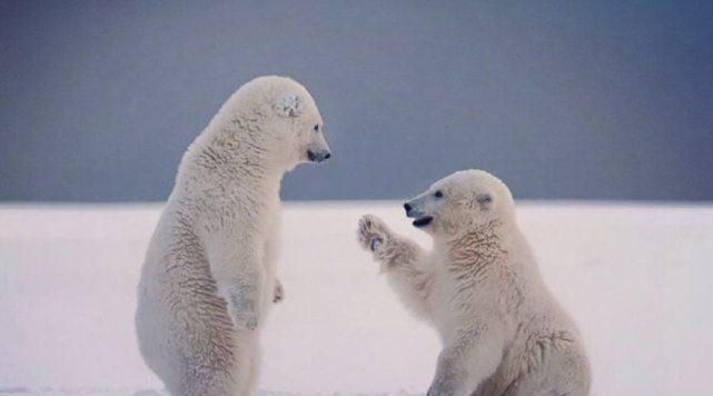 北极熊如何交配，雌性受得了体型比自己大一倍的雄性吗
