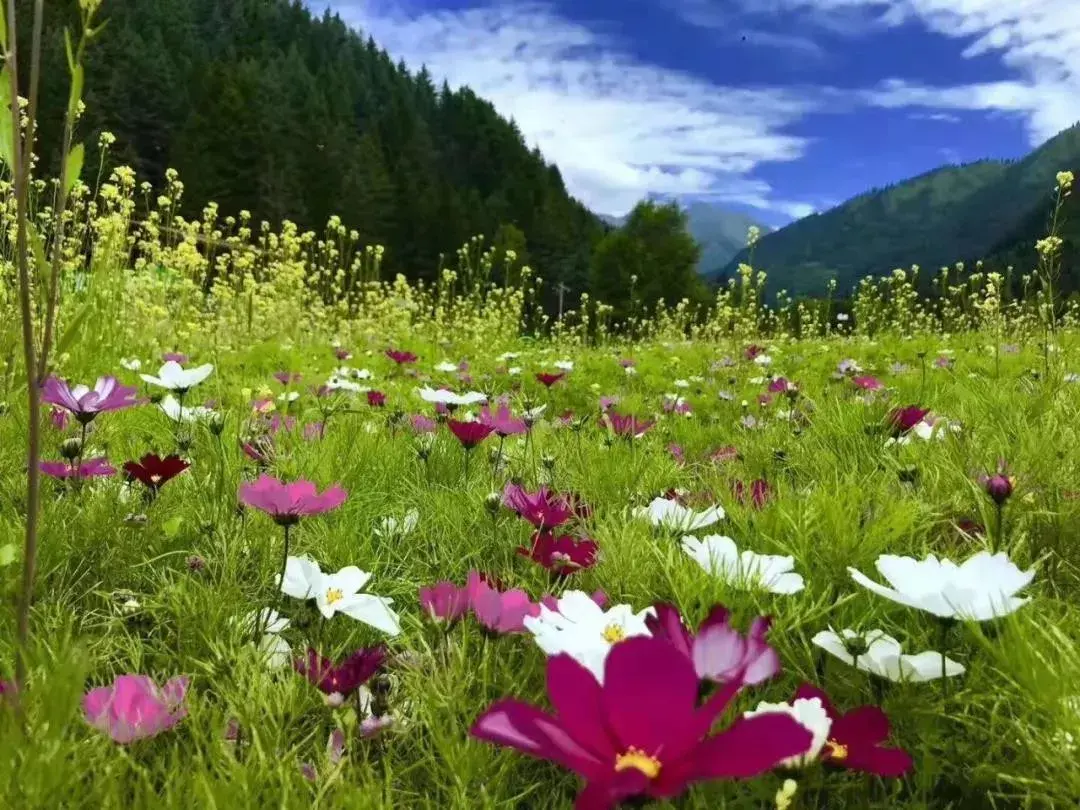 洛阳|再过半月!成都周边这个仙境,拥有最完美秋天