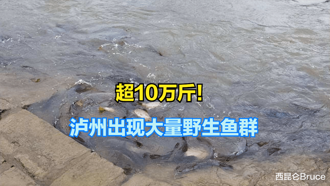 超10万斤!长江泸州段出现大量野生鱼群,未来是否会出现鱼满为患