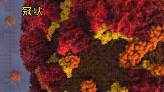 狡猾的新冠病毒长这样