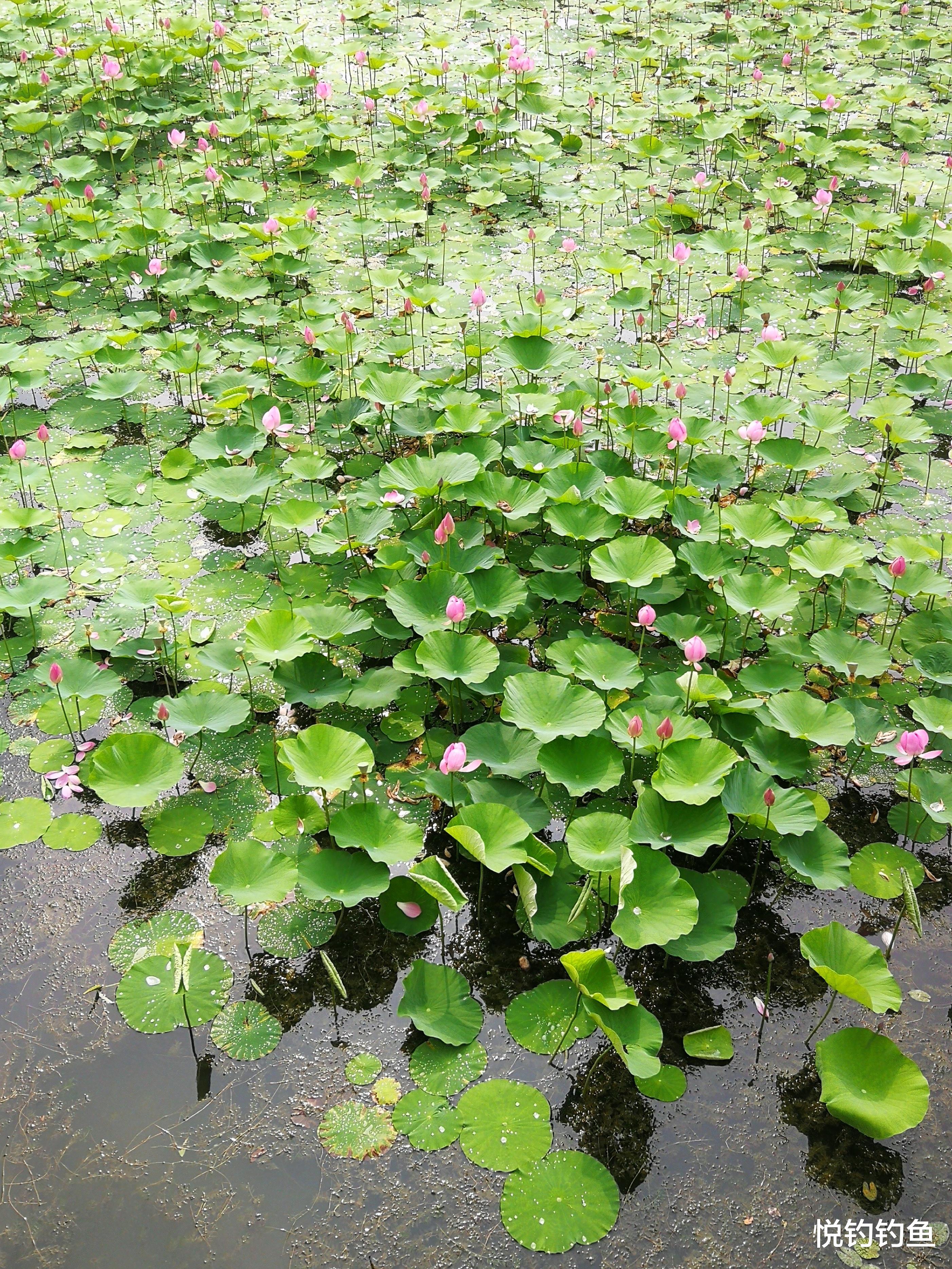 |夏季的荷花水域也是好钓点，钓法在这里