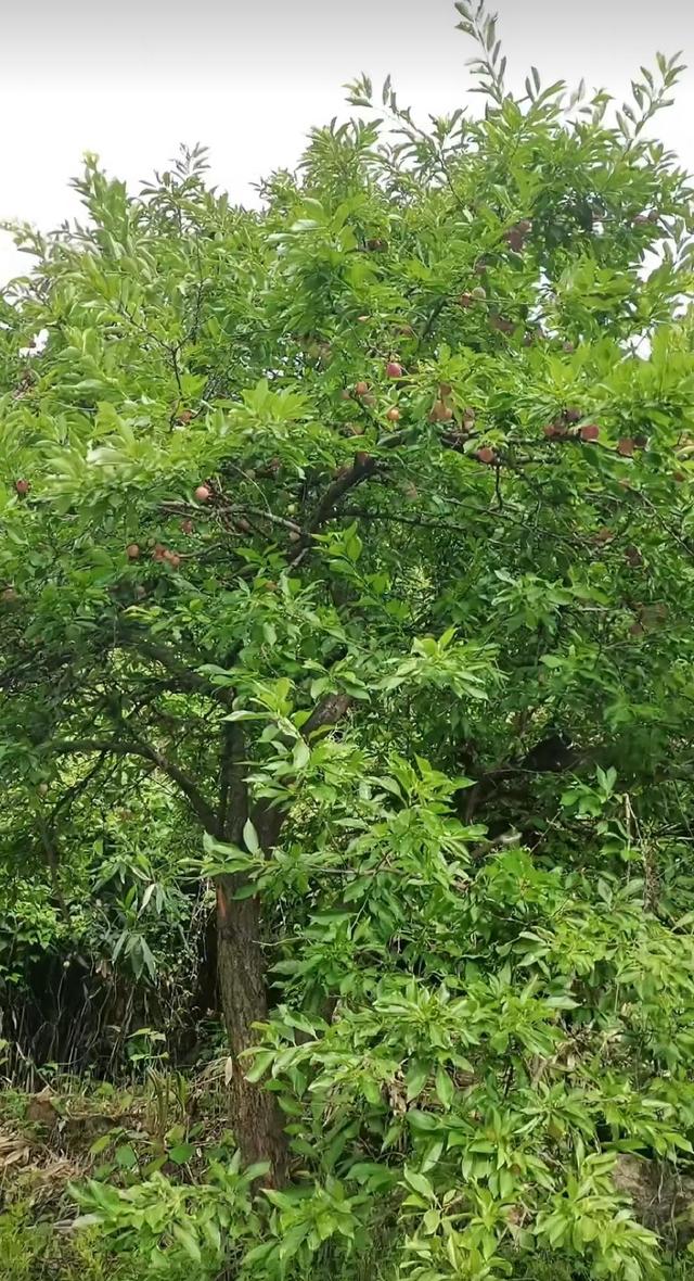 湖北:女子偷吃邻居家的李子中毒,住院3天被大爷大妈轮流取笑