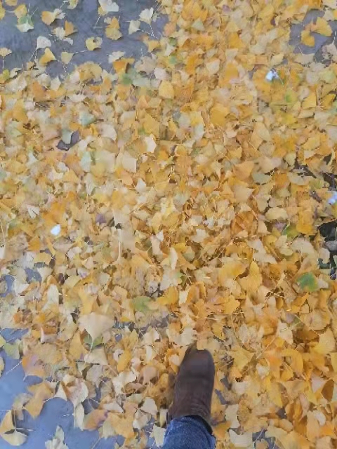 摄影|用手机记录春夏秋冬的回忆【摄影鄠邑区艳君】