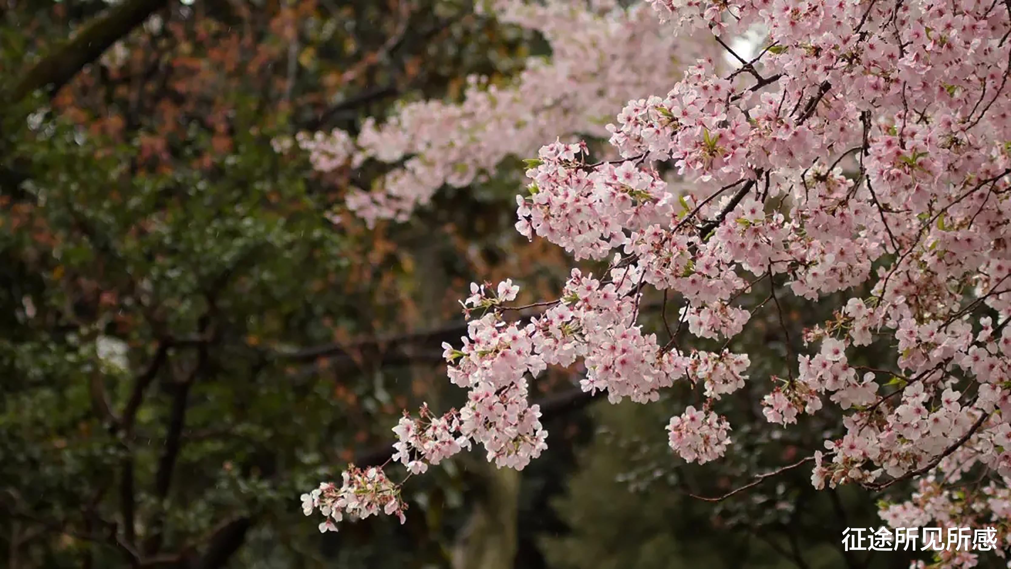 茶园|疫情期间，住宅小区赏樱花，守得樱花灿烂时，迎来人间四月天