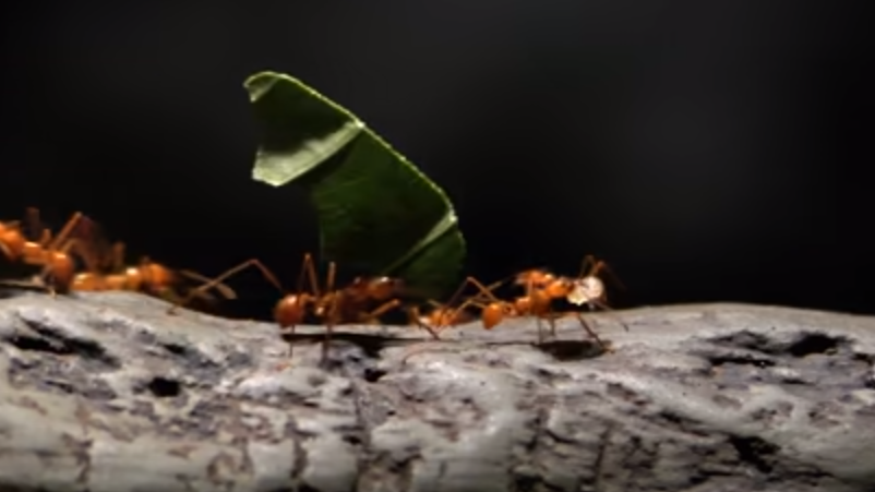 除了人类,蚂蚁是最成功的生物,它们是怎么攻占整个地球的?