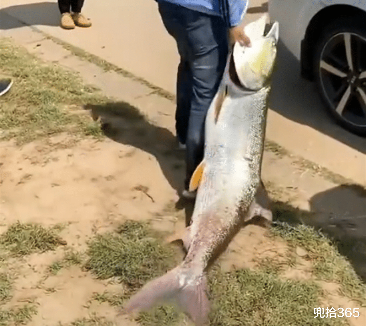 株洲|湖南一河道“巨物”频出,多位钓友晒出“战果”,场面非常壮观